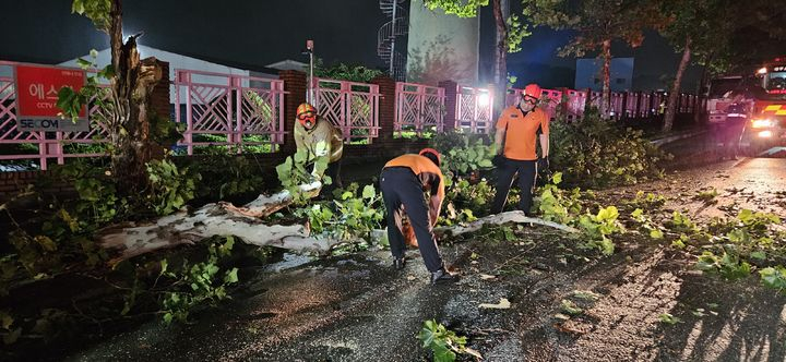 지난달 30일 오전 3시8분께 달서구 장동의 한 도로가에 나무가 쓰러졌다.  뉴시스